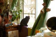 猫から繋がる「ネコミュニティ」 〜エキゾ仲間のアイドル・紅子編